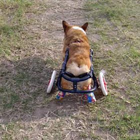 おじーちゃん犬の毎日の画像