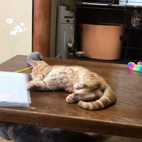 至福の時╰(*´︶`*)╯♡の画像