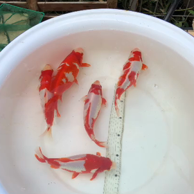 2歳 更紗鮒尾和金の画像