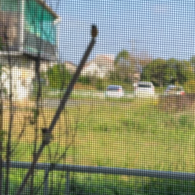 可愛いお客さんの画像