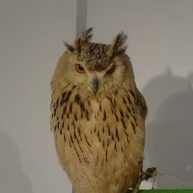 はでないきもの展 第２弾③の画像