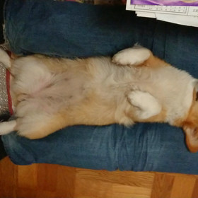 保護犬   みなみの画像