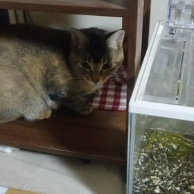 今夜も金魚を観賞する猫様の画像