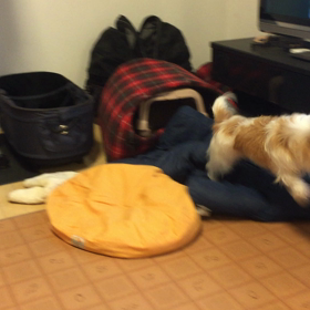 今日のココのん、わしゃわしゃの画像