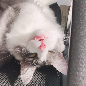 旦那さまを落ち着かせるの画像