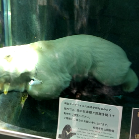水中から見たﾎｯｷｮｸｸﾞﾏの画像