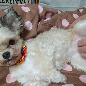 ぱっかんさすさすで 癒されアロハの画像