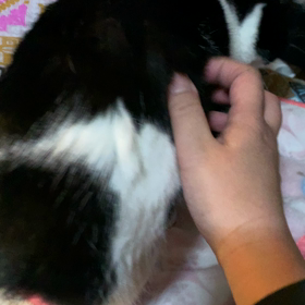 きんのおかーしゃんの画像