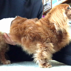 今度は便秘…の画像