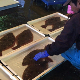 ホウボウ！の画像