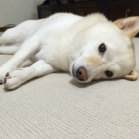 お休みなさい♡の画像