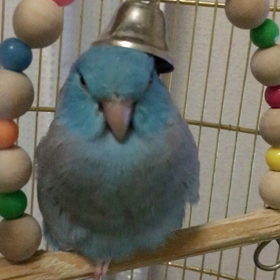 ライちゃんネンネは鈴かぶりの画像