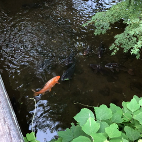 鯉3の画像