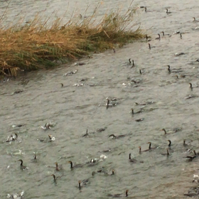 挑戦してみたい仮装は？の画像