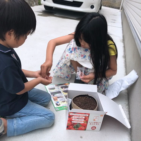 家庭菜園にチャレンジ！ミニトマトの画像