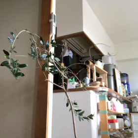 夏野菜への移行の画像