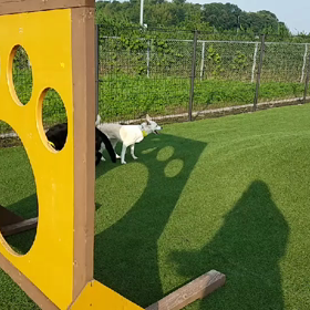 夕方ドッグランの画像