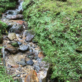 苔の緑と水の音の画像