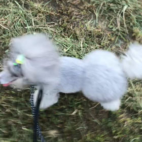 ♪お散歩動画♪代々木公園♪の画像