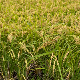 秋の虫の鳴き声と、そして稲穂の画像