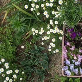 声はすれども姿は見えず？の画像