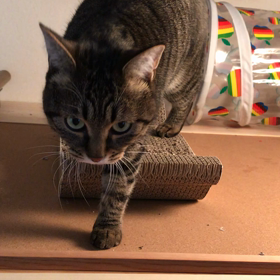 大掃除応援中の画像