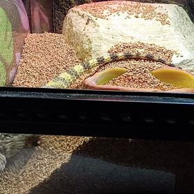 いたずらマグマの画像