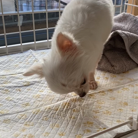 リリちゃん。の画像