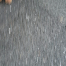 トリミング後のお散歩の画像