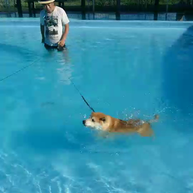 テン、ダン君の犬かき！！！の画像