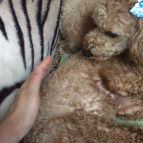 ぺっちんの画像