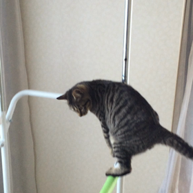 無理かーの画像