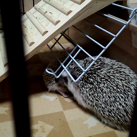 ビビの鳴き声の画像