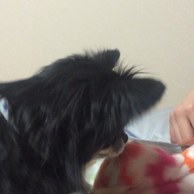 猫パンチの画像