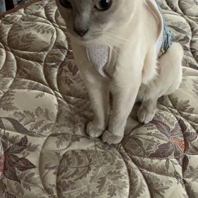 お喋りなモナたん♡の画像