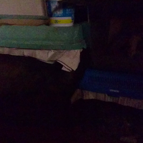 スズムシ。の画像