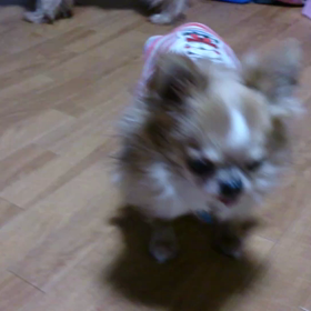 しーちゃん第2段＆らもくんの画像