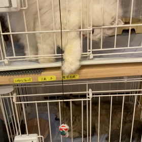猫じゃらしの画像