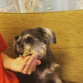 【ひみいの日常】の画像