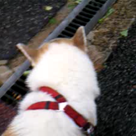 ビックリの画像