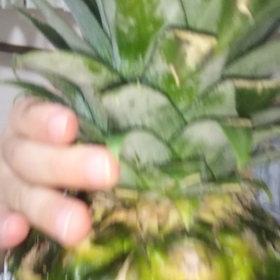 パイナップルの画像