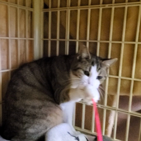 管理所　猫2匹の画像