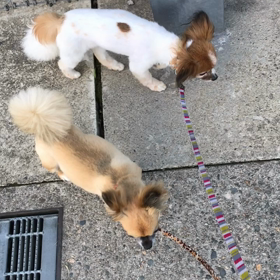 朝の散歩〜(*^^*)の画像