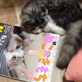 猫つなぐのきもちの画像