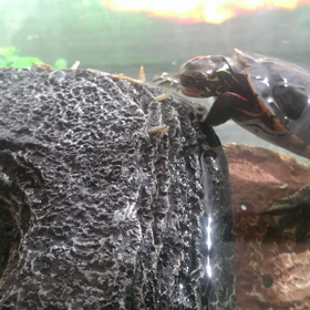 おしゃかなだいすき…？の画像