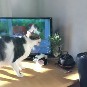 保育園の先生はヘルニアが多いよね。保護猫デール松食べる！の画像