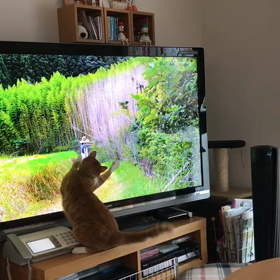 ペットがいる生活の画像