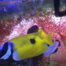 憧れの魚❗️ブラックバンドエンゼルの画像