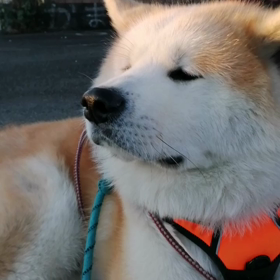 ホントは散歩が大好き❤️な未来丸？⁉️と思うのだが。理由は別に、未来丸は散歩中に駆け引きしてくの画像