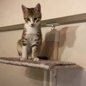 保護猫ちゃん少しづつ慣れるの画像